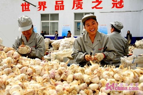 金鄉(xiāng)大蒜成為濟(jì)寧市代表性農(nóng)副特產(chǎn)