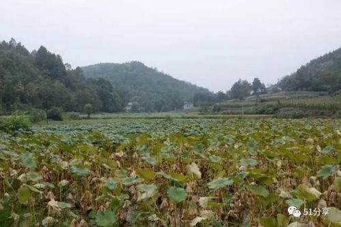 農(nóng)副產(chǎn)品和土特產(chǎn)購銷專欄